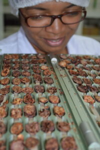 Chocolate Madagascar business showing chocolates